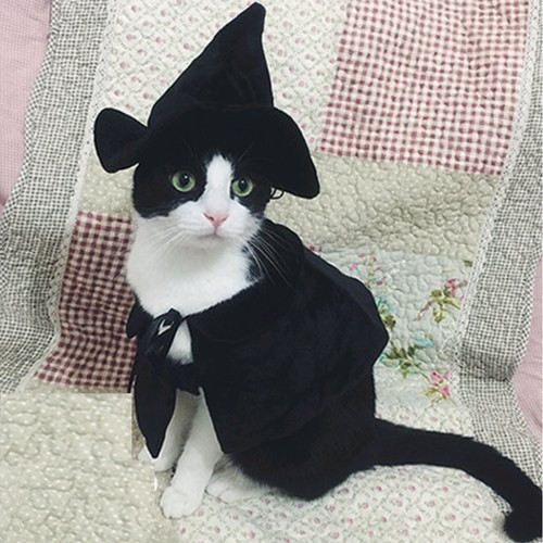 Hooded pet cloak costume small - cloak,